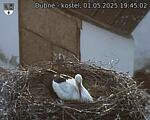 Capi_Dubne_20250501_194502.jpg