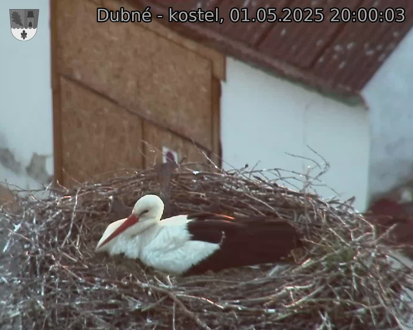Capi_Dubne_20250501_200003.jpg (1350 x 1080)