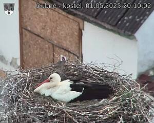 Capi_Dubne_20250501_201002.jpg (1350 x 1080)