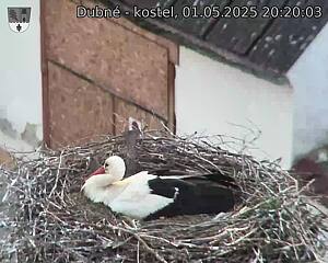 Capi_Dubne_20250501_202003.jpg (1350 x 1080)