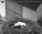 Capi_Dubne_20250501_204502.jpg