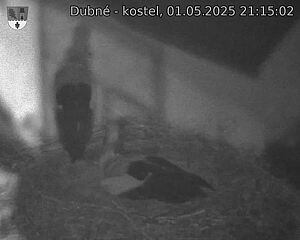 Capi_Dubne_20250501_211502.jpg (1350 x 1080)