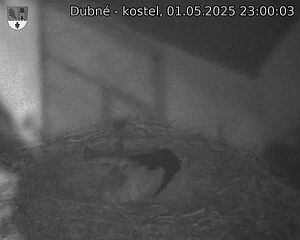 Capi_Dubne_20250501_230003.jpg (1350 x 1080)