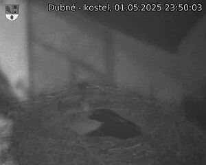 Capi_Dubne_20250501_235003.jpg (1350 x 1080)