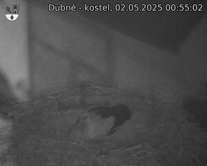 Capi_Dubne_20250502_005502.jpg (1350 x 1080)