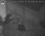Capi_Dubne_20250502_014502.jpg