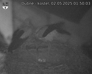 Capi_Dubne_20250502_015003.jpg (1350 x 1080)