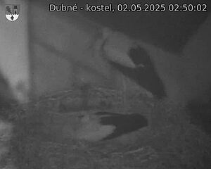 Capi_Dubne_20250502_025002.jpg (1350 x 1080)