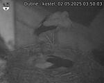 Capi_Dubne_20250502_035003.jpg