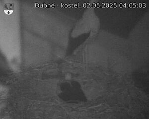 Capi_Dubne_20250502_040503.jpg (1350 x 1080)