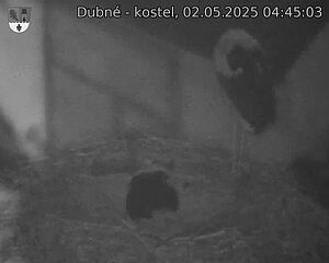 Capi_Dubne_20250502_044503.jpg (1350 x 1080)