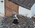 Capi_Dubne_20250502_094003.jpg