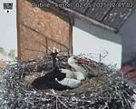 Capi_Dubne_20250502_124502.jpg