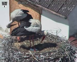 Capi_Dubne_20250502_125003.jpg (1350 x 1080)