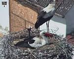 Capi_Dubne_20250502_130003.jpg