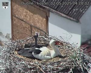 Capi_Dubne_20250502_141002.jpg (1350 x 1080)