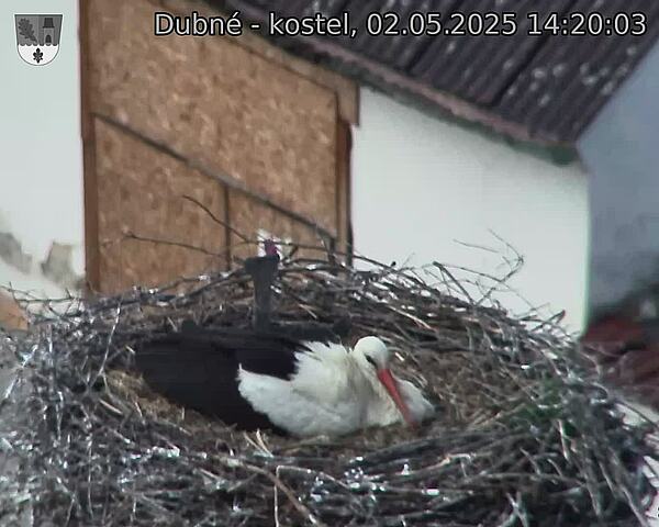 Capi_Dubne_20250502_142003.jpg (1350 x 1080)
