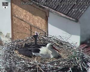 Capi_Dubne_20250502_142503.jpg (1350 x 1080)