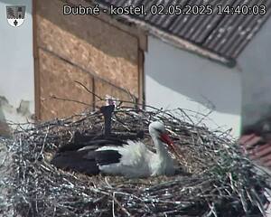 Capi_Dubne_20250502_144003.jpg (1350 x 1080)