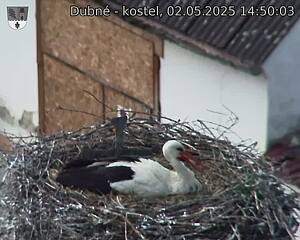Capi_Dubne_20250502_145003.jpg (1350 x 1080)