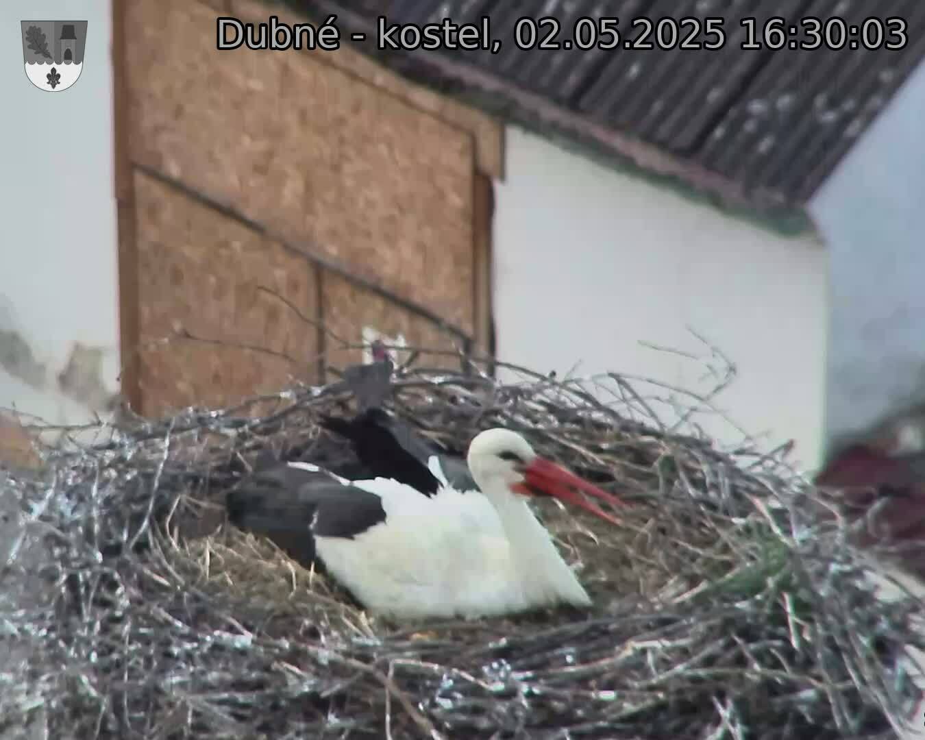 Capi_Dubne_20250502_163003.jpg (1350 x 1080)