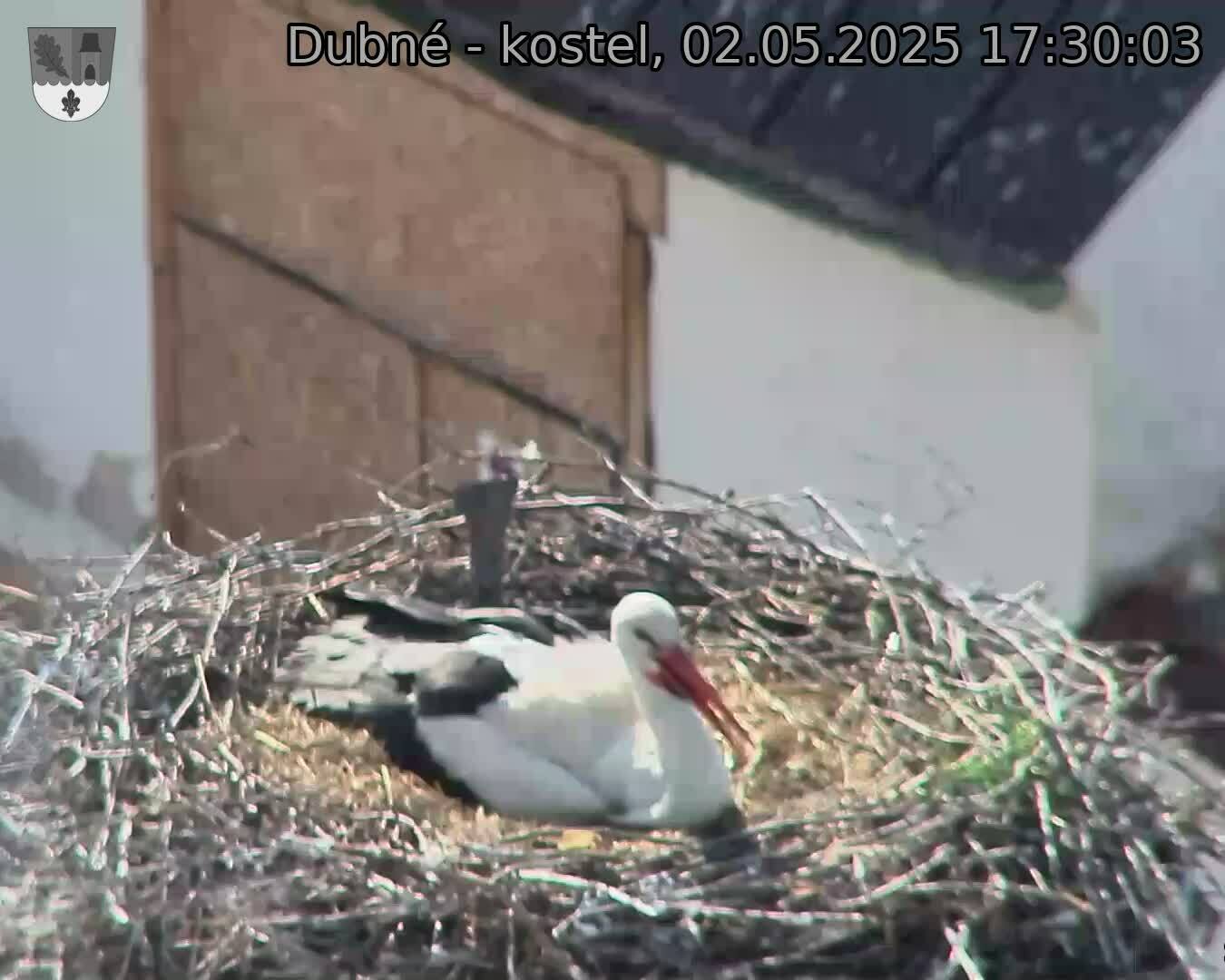 Capi_Dubne_20250502_173003.jpg (1350 x 1080)