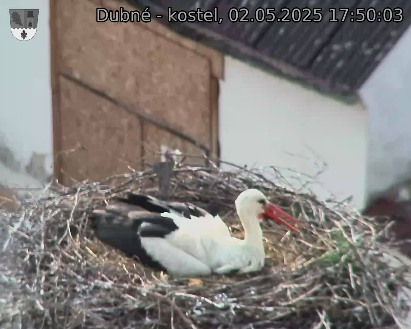 Capi_Dubne_20250502_175003.jpg (1350 x 1080)