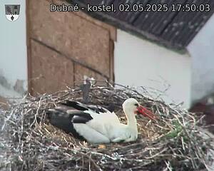Capi_Dubne_20250502_175003.jpg (1350 x 1080)