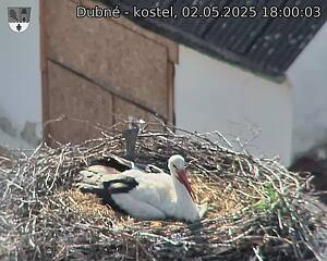Capi_Dubne_20250502_180003.jpg (1350 x 1080)