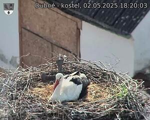 Capi_Dubne_20250502_182003.jpg (1350 x 1080)