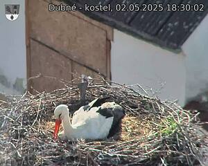 Capi_Dubne_20250502_183002.jpg (1350 x 1080)