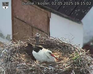 Capi_Dubne_20250502_191502.jpg (1350 x 1080)