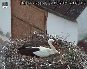 Capi_Dubne_20250502_200002.jpg (1350 x 1080)