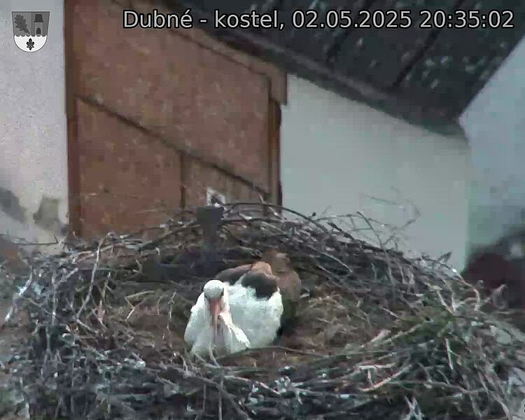 Capi_Dubne_20250502_203502.jpg (1350 x 1080)