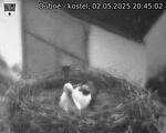 Capi_Dubne_20250502_204502.jpg