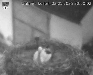 Capi_Dubne_20250502_205002.jpg (1350 x 1080)