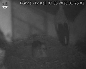 Capi_Dubne_20250503_012502.jpg (1350 x 1080)