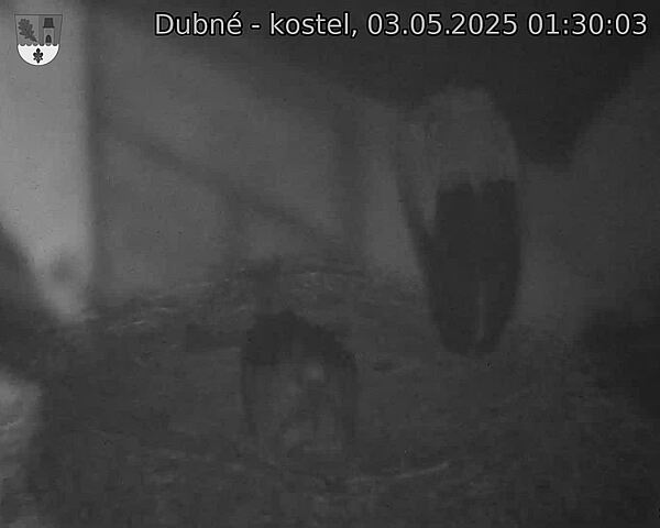 Capi_Dubne_20250503_013003.jpg (1350 x 1080)