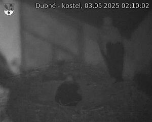 Capi_Dubne_20250503_021002.jpg (1350 x 1080)