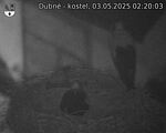 Capi_Dubne_20250503_022003.jpg