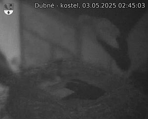Capi_Dubne_20250503_024503.jpg (1350 x 1080)
