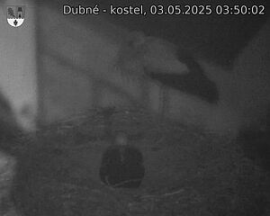 Capi_Dubne_20250503_035002.jpg (1350 x 1080)