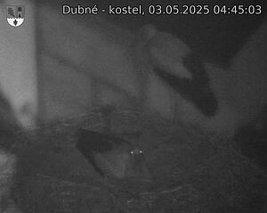 Capi_Dubne_20250503_044503.jpg (1350 x 1080)