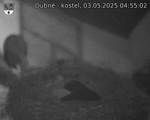 Capi_Dubne_20250503_045502.jpg (1350 x 1080)