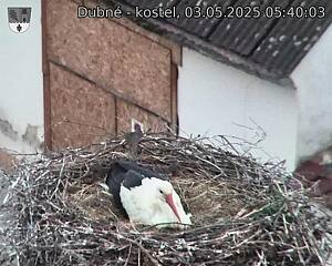 Capi_Dubne_20250503_054003.jpg (1350 x 1080)