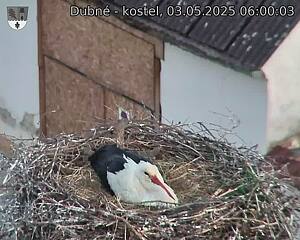 Capi_Dubne_20250503_060003.jpg (1350 x 1080)