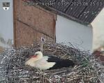 Capi_Dubne_20250503_062503.jpg