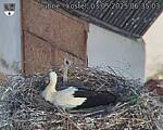 Capi_Dubne_20250503_063503.jpg