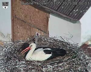 Capi_Dubne_20250503_080003.jpg (1350 x 1080)