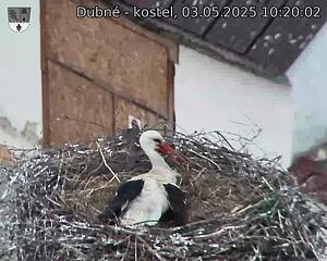 Capi_Dubne_20250503_102002.jpg (1350 x 1080)